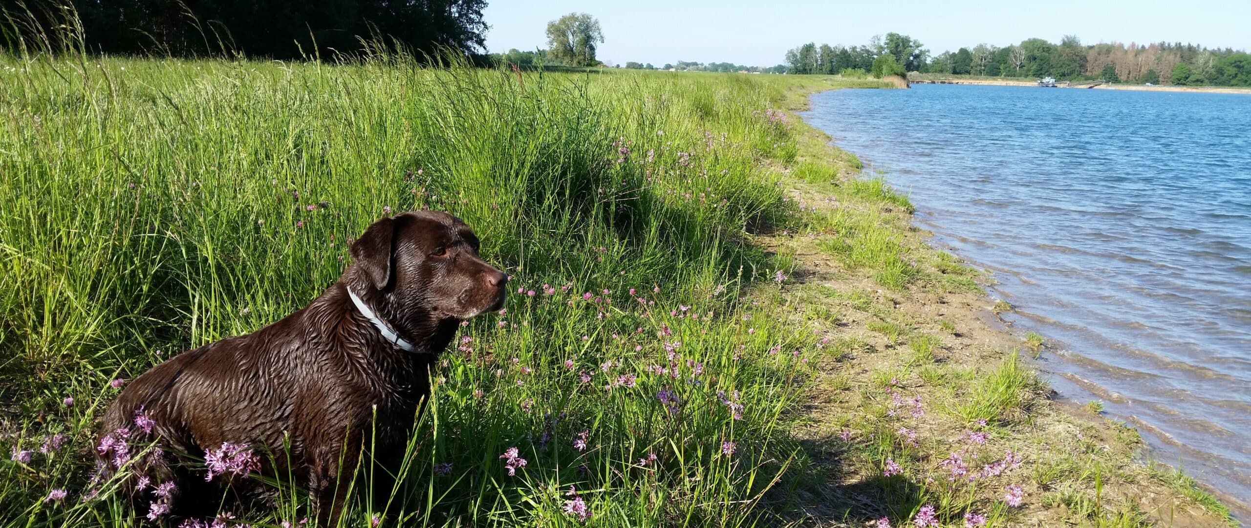Labrador od Čečetek u vody