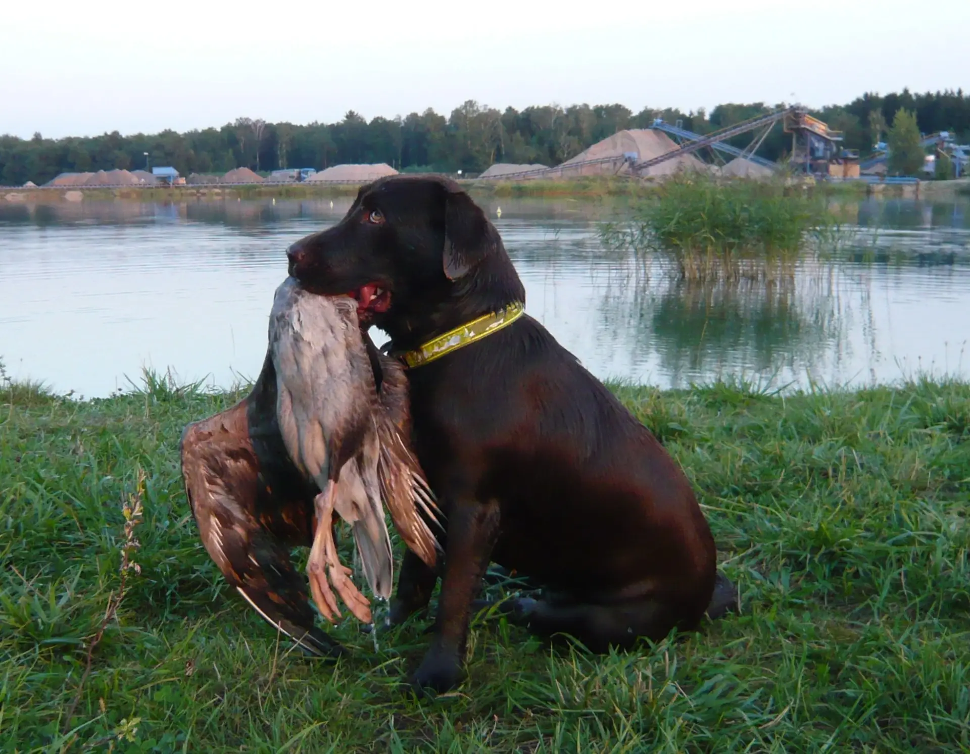 Lovecký výcvik labradora