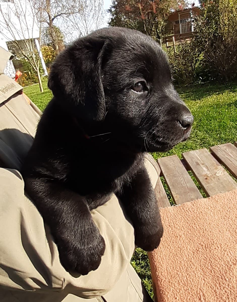 Labrador – černá